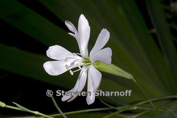 silene swertiaefolia 4 graphic